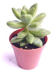 Sedum Lucidum Obesum-Yaprakları Kızaran Sukulent- 5,5 cm Saksıda