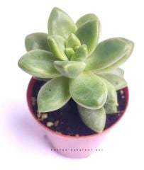 Sedum Lucidum Obesum-Yaprakları Kızaran Sukulent- 5,5 cm Saksıda