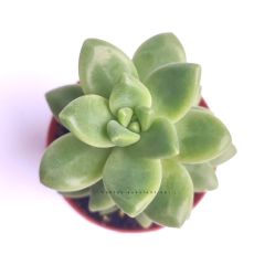 Sedum Lucidum Obesum-Yaprakları Kızaran Sukulent- 5,5 cm Saksıda