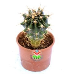 Ferocactus Pringlei-Fuşya Renk Dikenli- 8,5 cm Saksıda Kaktüs