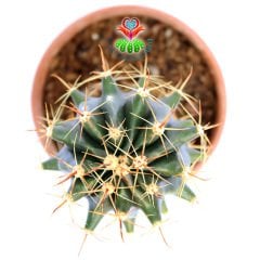 Ferocactus Pringlei-Fuşya Renk Dikenli- 8,5 cm Saksıda Kaktüs