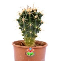 Ferocactus Pringlei-Fuşya Renk Dikenli- 8,5 cm Saksıda Kaktüs