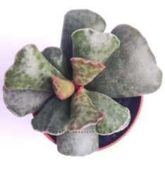 Adromischus Cooperi Sıradışı Renkli ve Formlu 5,5 cm Saksıda