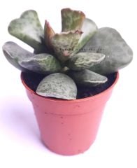 Adromischus Cooperi Sıradışı Renkli ve Formlu 5,5 cm Saksıda