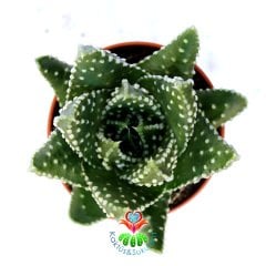 Haworthia Papillosa-Tombul Yapraklı Benekli Sukulent-5,5 cm Saksıda