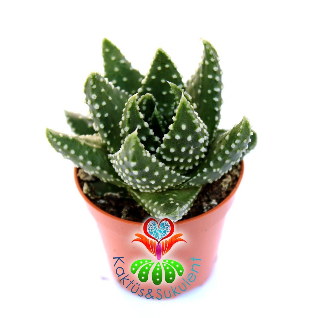Haworthia Papillosa-Tombul Yapraklı Benekli Sukulent-5,5 cm Saksıda