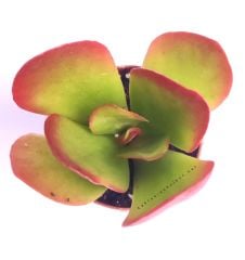 Kalanchoe Tetraphylla - 5,5 cm Saksıda-Bordo Kızaran Yapraklı