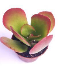 Kalanchoe Tetraphylla - 5,5 cm Saksıda-Bordo Kızaran Yapraklı