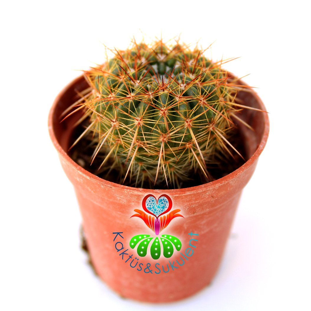 Kaktüs,Notocactus apricus-Altın Renk Dikenli- Sarı Renk Çiçek Açar -5,5 cm Saksıda-Teraryum.Sukulent