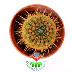 Kaktüs,Notocactus apricus-Altın Renk Dikenli- Sarı Renk Çiçek Açar -5,5 cm Saksıda-Teraryum.Sukulent