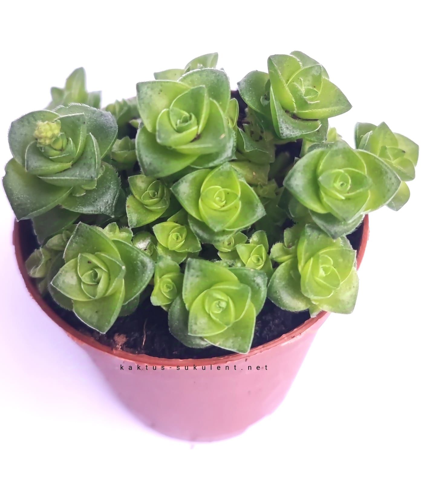 Crassula Socialis - Simetrik Formlu Kat Kat Sukulent-5,5 cm Saksıda