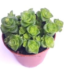 Crassula Socialis - Simetrik Formlu Kat Kat Sukulent-5,5 cm Saksıda