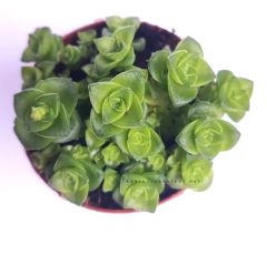 Crassula Socialis - Simetrik Formlu Kat Kat Sukulent-5,5 cm Saksıda