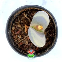 Lithops Meyeri-Bembeyaz Yaşayan Taş Kaktüs-5,5 cm Saksıda
