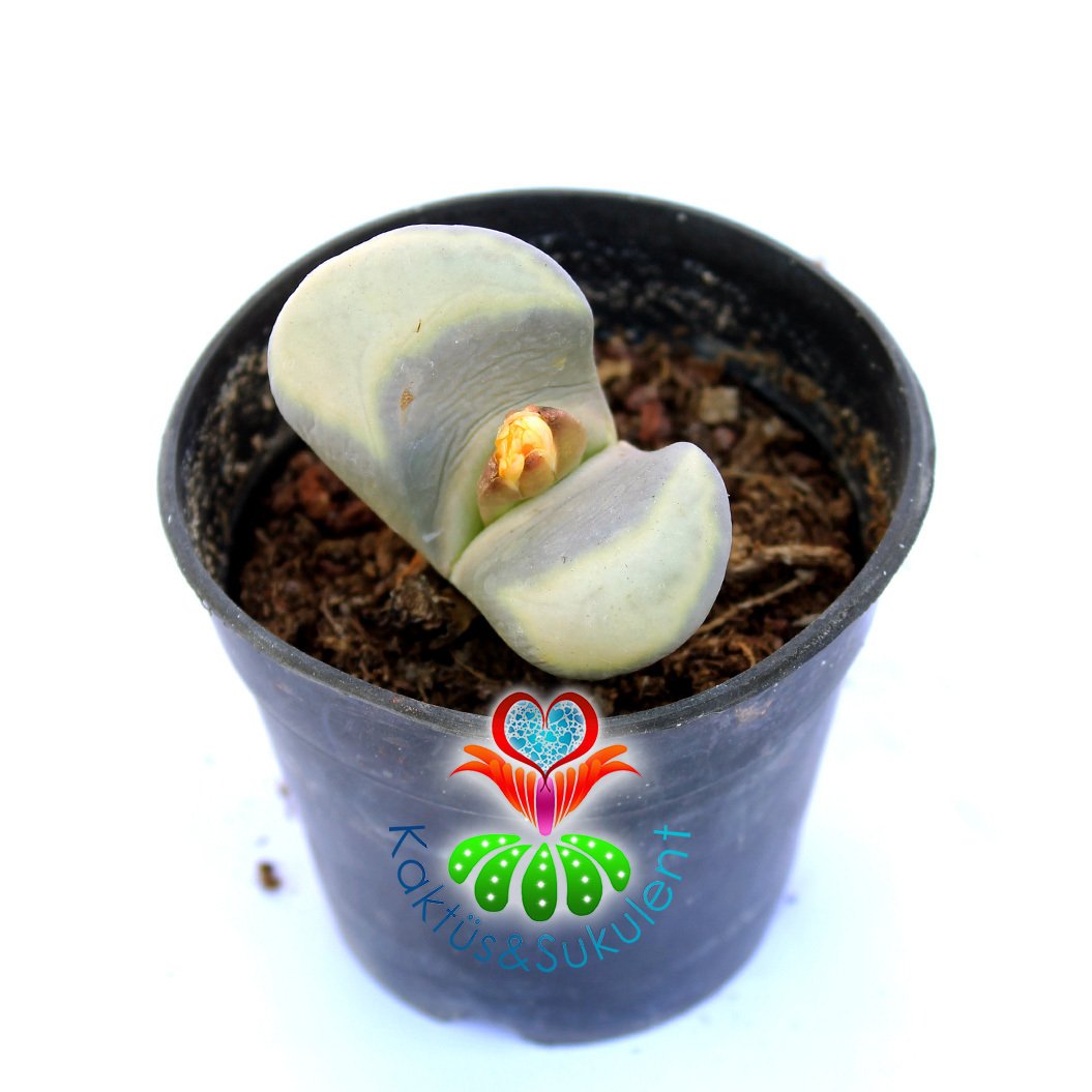 Lithops Meyeri-Bembeyaz Yaşayan Taş Kaktüs-5,5 cm Saksıda