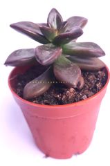 Echeveria Compressicaulis Kahverenk Nadir 5,5 cm saksıda