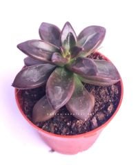 Echeveria Compressicaulis Kahverenk Nadir 5,5 cm saksıda