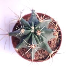 Ferocactus Electracanthus 8,5 cm Saksıda- Uzun İnce Şekilli Dikenli