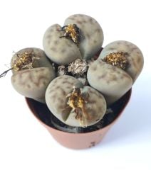 Lithops Schwantesii-Kırmızı Çizgili Yaşayan Taş Kaktüs-5,5 cm Saksıda
