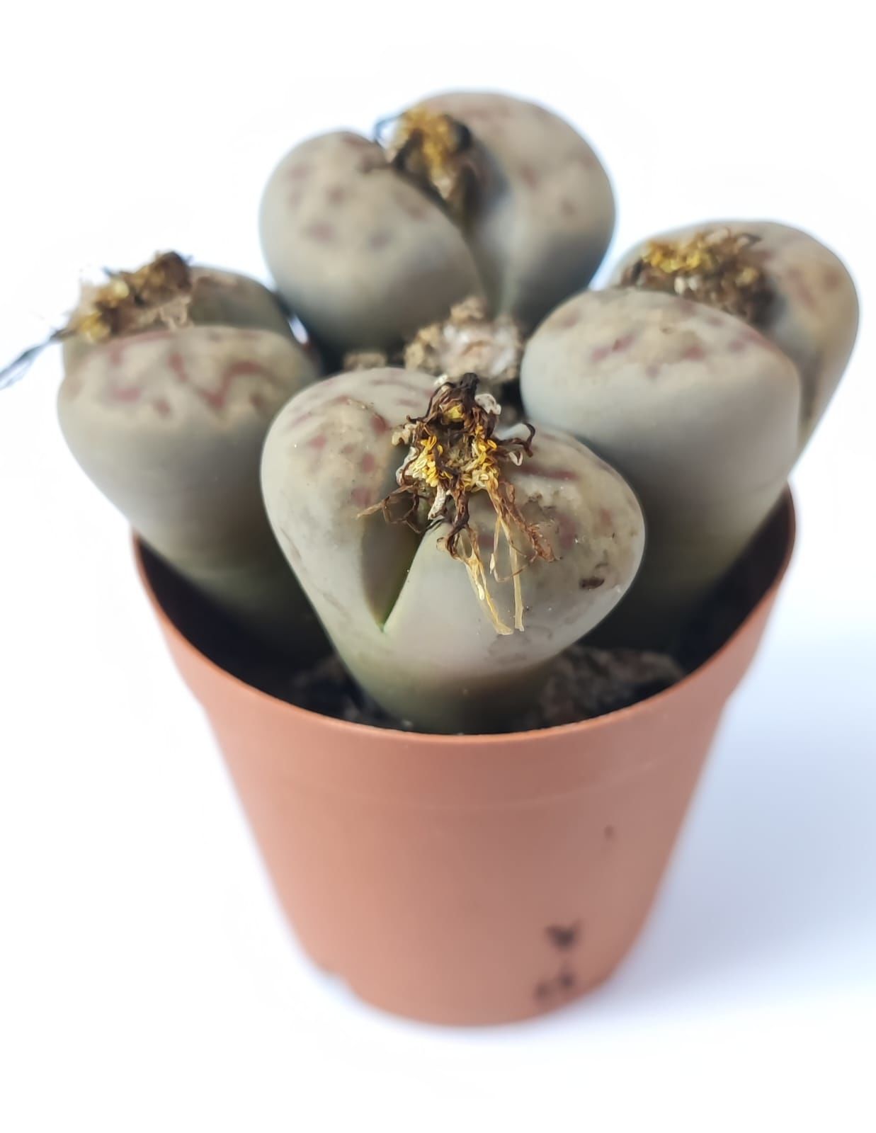 Lithops Schwantesii-Kırmızı Çizgili Yaşayan Taş Kaktüs-5,5 cm Saksıda