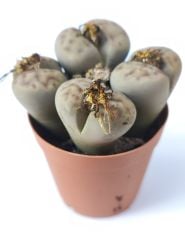 Lithops Schwantesii-Kırmızı Çizgili Yaşayan Taş Kaktüs-5,5 cm Saksıda