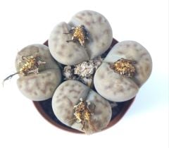 Lithops Schwantesii-Kırmızı Çizgili Yaşayan Taş Kaktüs-5,5 cm Saksıda