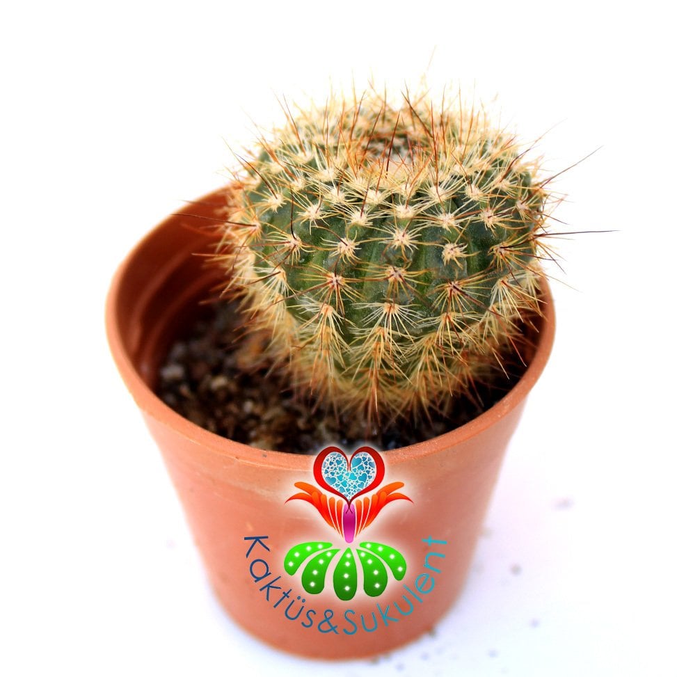 Kaktüs,Notocactus Megapotamicus- Beyaz İçi Sarı Renk Çiçek Açar -5,5 cm Saksıda-Teraryum.Sukulent