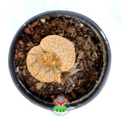 Lithops Ruschiorum C380-Açık Turuncu Yaşayan Taş Kaktüs-5,5 cm Saksıda