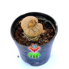Lithops Ruschiorum C380-Açık Turuncu Yaşayan Taş Kaktüs-5,5 cm Saksıda