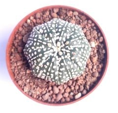 Astrophytum Asterias Sand Dollar x Star Shape -9 cm Saksıda Yıldız Şekilli Nadir Tür Koleksiyonluk