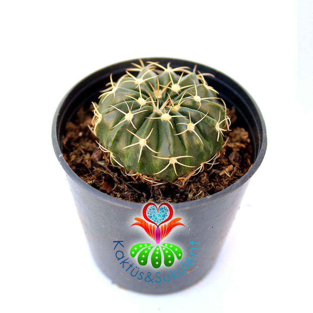 Wigginsia Vorwerkiana-Parlak Renk-Sarı Renk Çiçek Açar -5,5 cm Saksıda