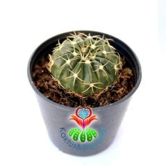 Wigginsia Vorwerkiana-Parlak Renk-Sarı Renk Çiçek Açar -5,5 cm Saksıda