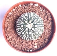 Astrophytum Asterias Super Kabuto 8 cm Saksılı Nadir Tür Koleksiyonluk kaktüs