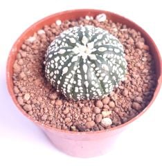 Astrophytum Asterias Super Kabuto 8 cm Saksılı Nadir Tür Koleksiyonluk kaktüs