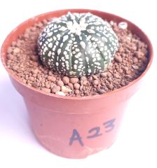 Astrophytum Asterias Super Kabuto 8 cm Saksılı Nadir Tür Koleksiyonluk kaktüs