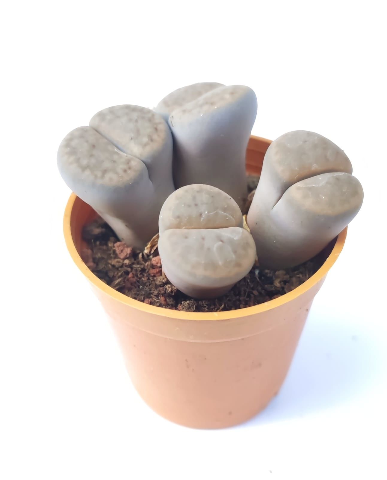 Lithops Schwantesii C077-Açık Eflatun Yaşayan Taş Kaktüs-5,5 cm Saksıda