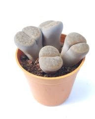 Lithops Schwantesii C077-Açık Eflatun Yaşayan Taş Kaktüs-5,5 cm Saksıda