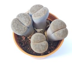 Lithops Schwantesii C077-Açık Eflatun Yaşayan Taş Kaktüs-5,5 cm Saksıda