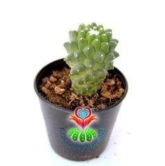 Kaktüs,Mammillaria Toluca-Dikensiz-Pembe Renk Çiçek Açar -5,5 cm Saksıda-Teraryum.Sukulent
