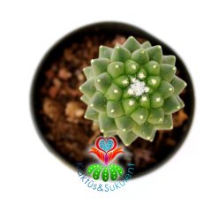 Kaktüs,Mammillaria Toluca-Dikensiz-Pembe Renk Çiçek Açar -5,5 cm Saksıda-Teraryum.Sukulent