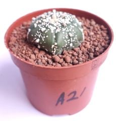 Astrophytum Asterias Super Kabuto 5 Rips - 8 cm Saksılı Nadir Tür Koleksiyonluk