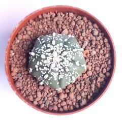 Astrophytum Asterias Super Kabuto 5 Rips - 8 cm Saksılı Nadir Tür Koleksiyonluk