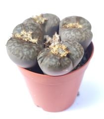 Lithops Julii ssp. Fulleri C161- Kahverengi Yaşayan Taş Kaktüs-5,5 cm Saksıda