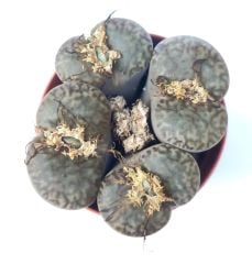 Lithops Julii ssp. Fulleri C161- Kahverengi Yaşayan Taş Kaktüs-5,5 cm Saksıda
