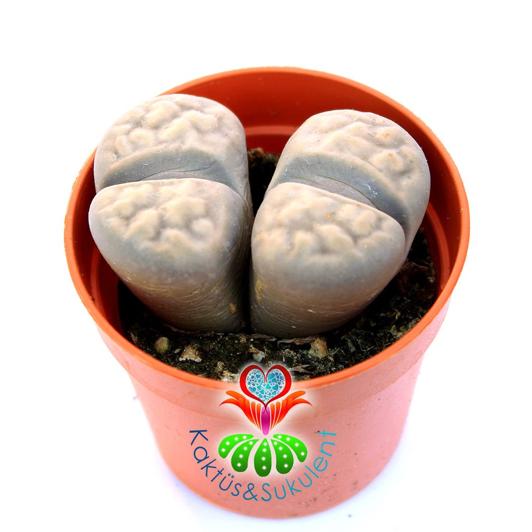 Lithops Aiaisensis-Beyaz-Gri Renk Yaşayan Taş Kaktüs-5,5 cm Saksıda İthal