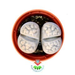 Lithops Aiaisensis-Beyaz-Gri Renk Yaşayan Taş Kaktüs-5,5 cm Saksıda İthal