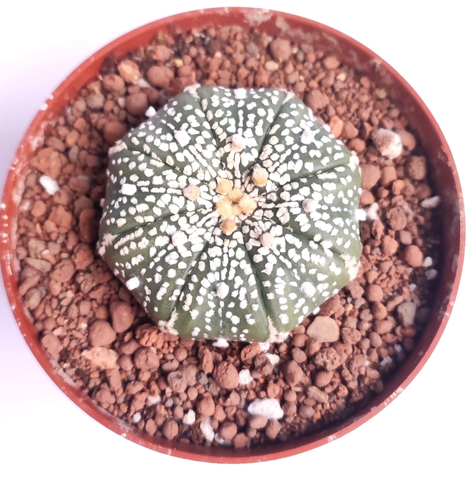 Astrophytum Asterias Super Kabuto 9 cm Saksılı Nadir Tür Koleksiyonluk kaktüs