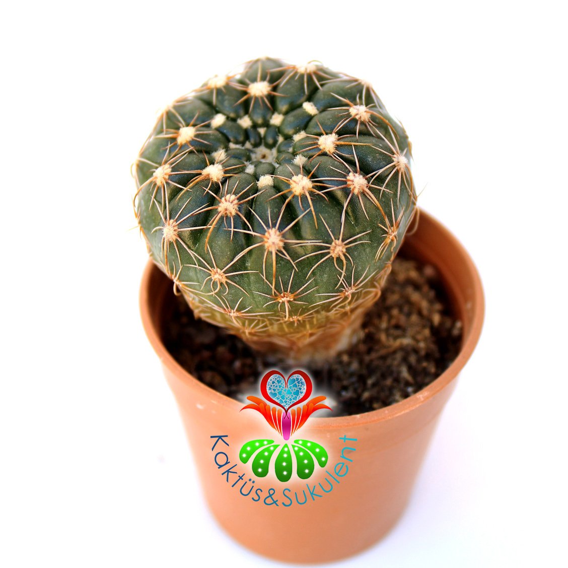 Notocactus Crassigibbus -Büyük Sarı Renk Çiçek Açar -5,5 cm Saksıda