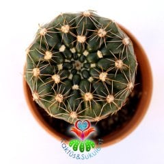 Notocactus Crassigibbus -Büyük Sarı Renk Çiçek Açar -5,5 cm Saksıda