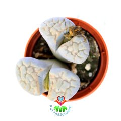 Lithops Karasmontana C225-Sarı-Gri Renk Yaşayan Taş Kaktüs-5,5 cm Saksıda İthal